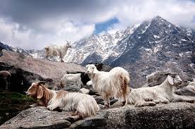 Merinoull & Kashmir